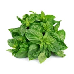Базилик свежий