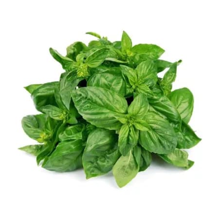 Базилик свежий