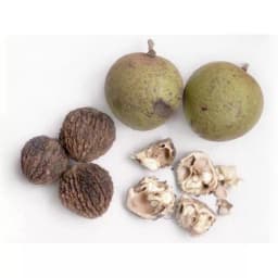 Чёрный орех