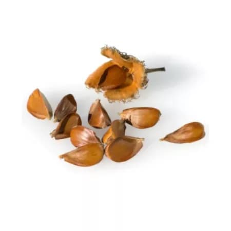 Буковый орешек