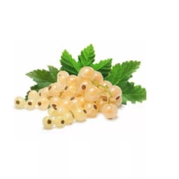 Смородина белая