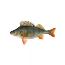 Окунь речной сырой