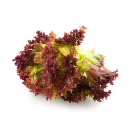 Салат латук красный свежий