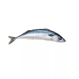 Скумбрия сырая