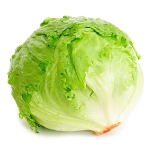 Iceberg Lettuce