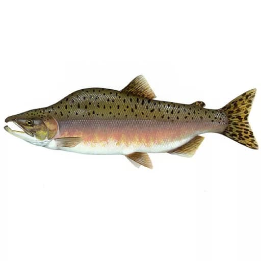 Рыба Горбуша