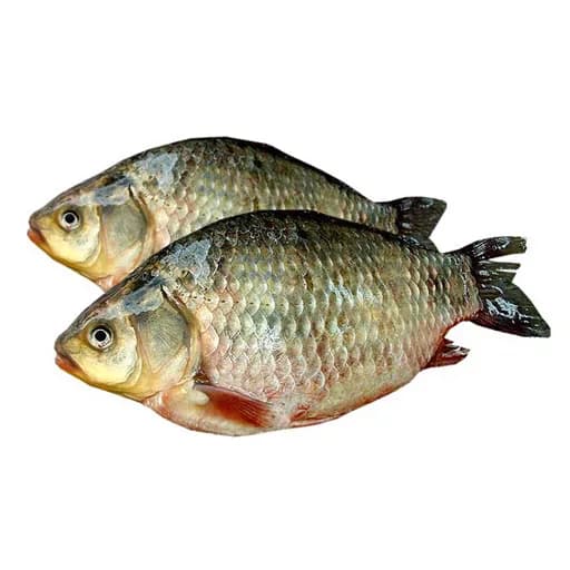 Рыба Карась