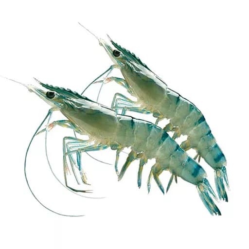Tiger prawns