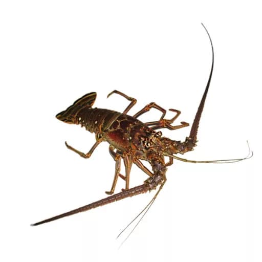 Лангуст (мясо шеек)