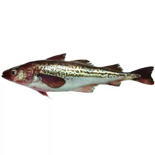 Рыба минтай