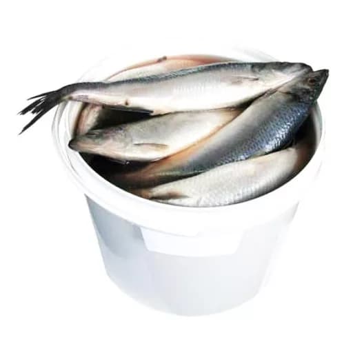 Slightly Salted Herring