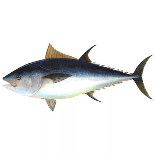 Рыба Тунец