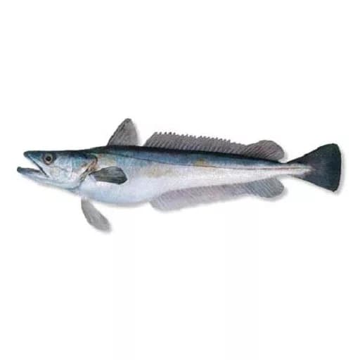 Hake