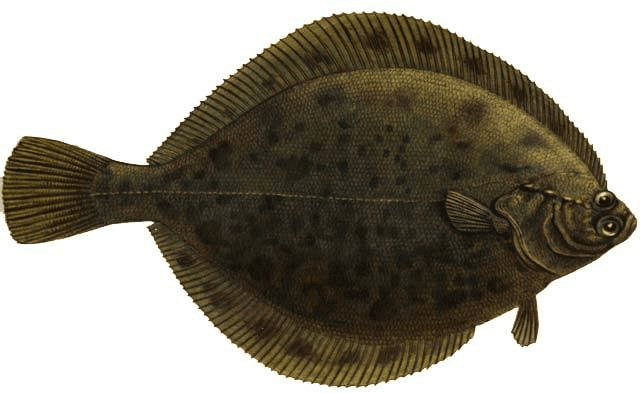 Рыба Камбала