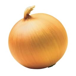 Лук репчатый