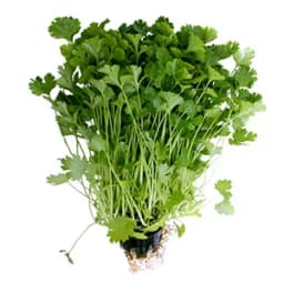 Cilantro