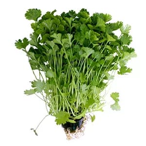 Cilantro