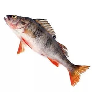 Рыба окунь морской