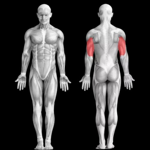 Как прокачать все головки трицепса на одной тренировке
