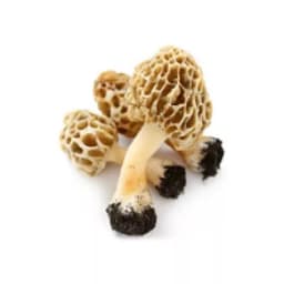 Грибы сморчки сырые