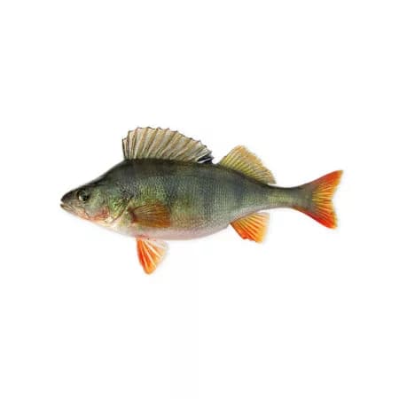 Окунь речной сырой