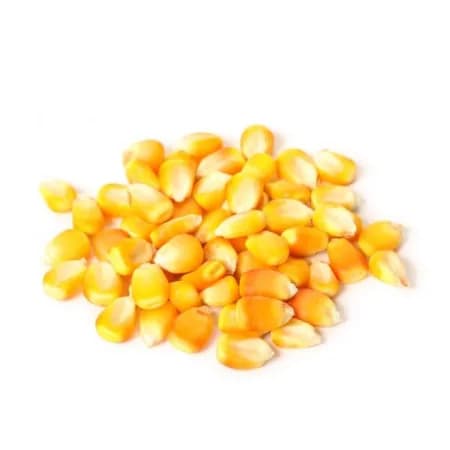 Зёрна кукурузы сухие