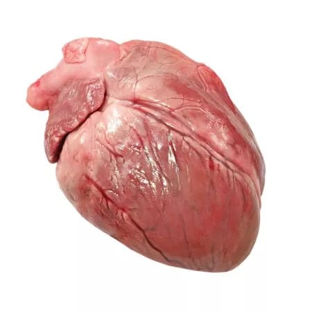 Свиное сердце в сыром виде