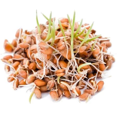 Пшеница пророщенная