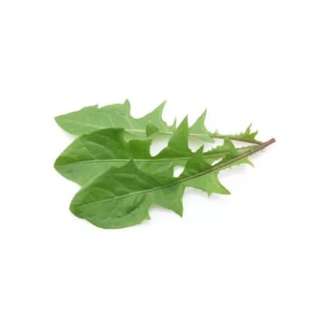 Листья одуванчика свежие