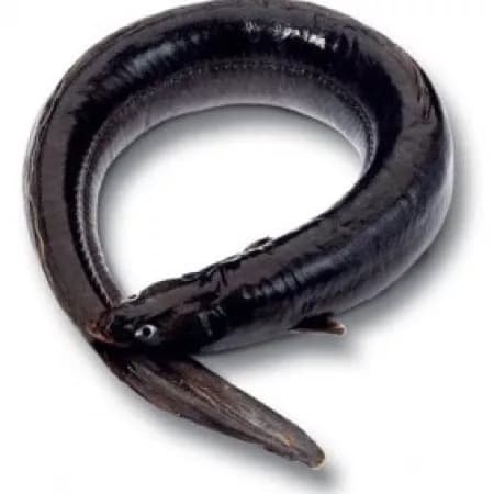 Угорь сырой