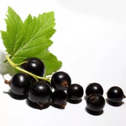 Смородина чёрная