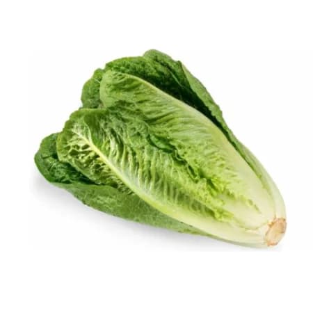 Салат латук свежий