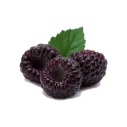 Малина чёрная