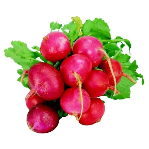 Radish