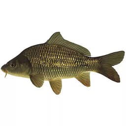 Carp