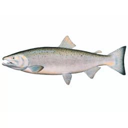 Кета свежая