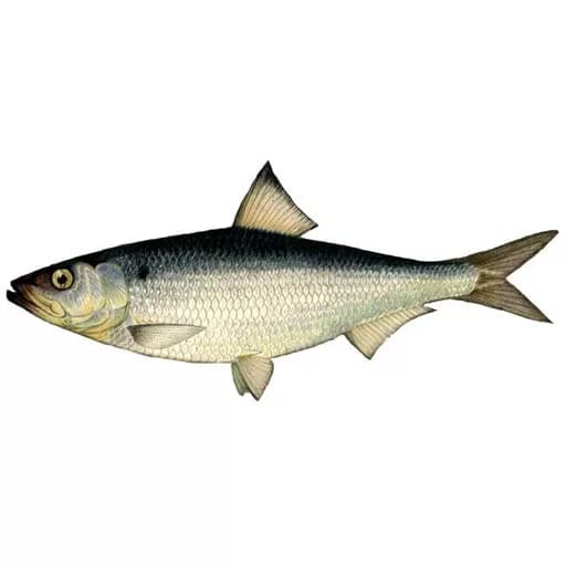 Рыба Сельдь