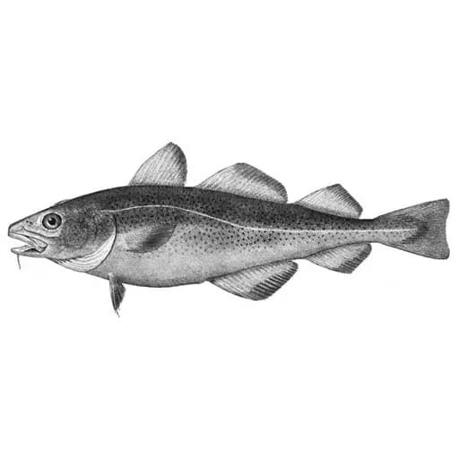 Рыба треска