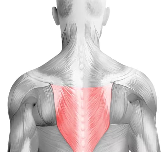 Средняя часть спины