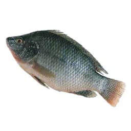 Tilapia