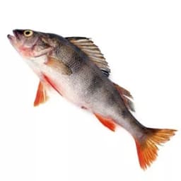 Рыба окунь морской