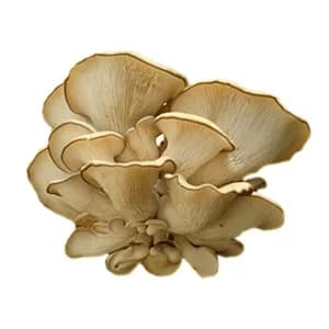 Грибы вешенки