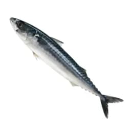 Mackerel