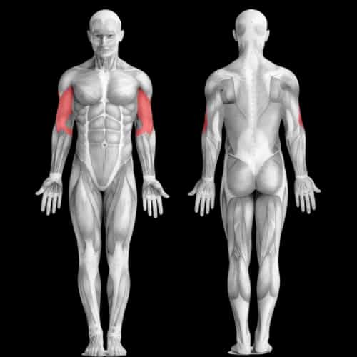 Завершение тренировки бицепсов — проверенный способ от Криса Гетина