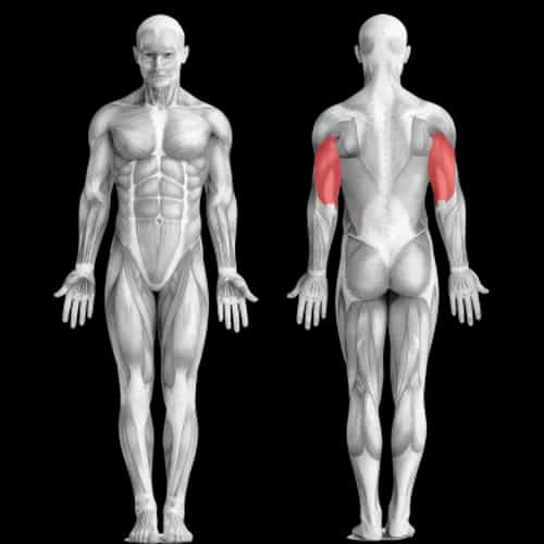 Как прокачать все головки трицепса на одной тренировке