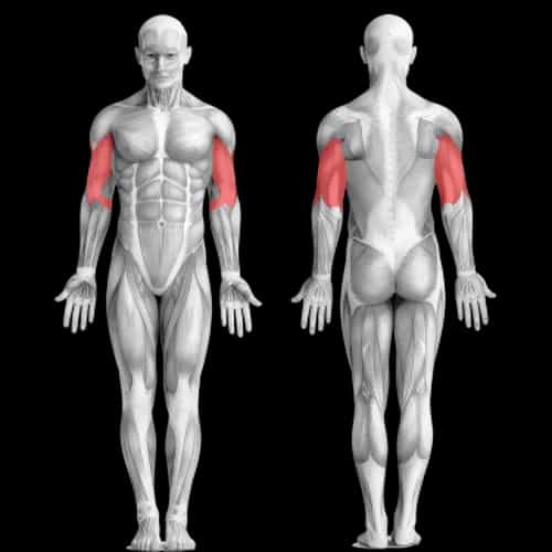 Программа тренировок для супер роста рук!
